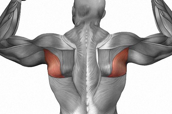 Как накачать мышцы спины: советы и лучшие упражнения